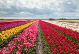 Tulip field